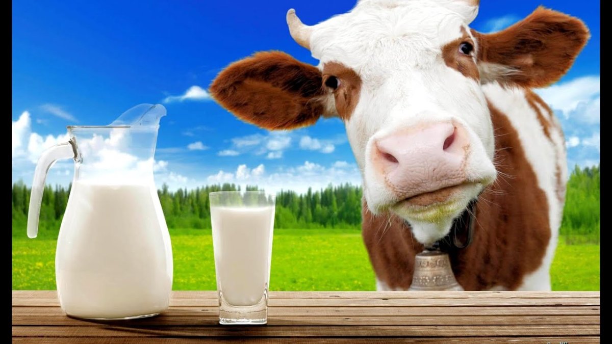 Корова ферма молока сыр