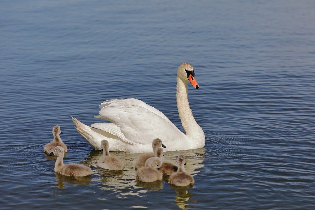 Белый лебедь шипун