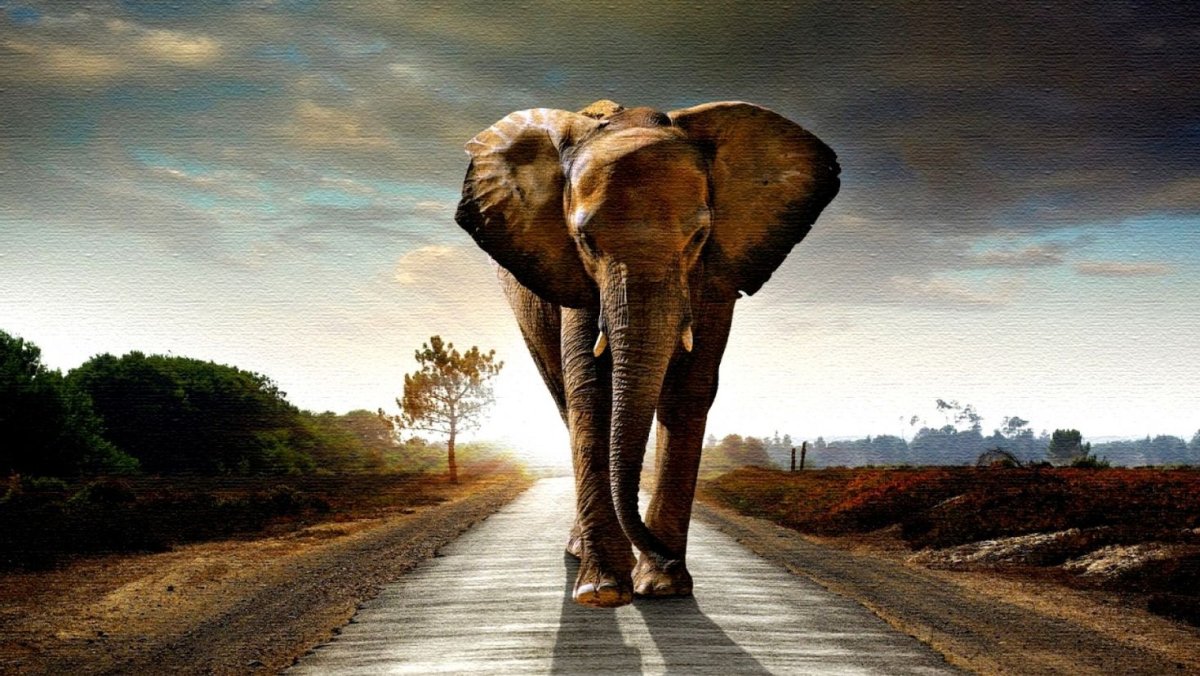 Слон обои