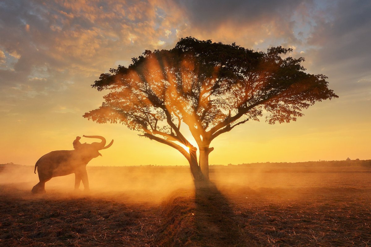 Слоны на фоне деревьев