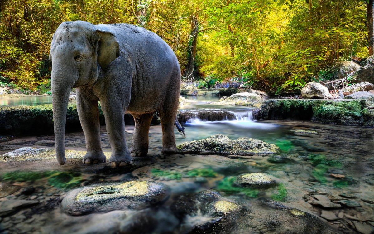 Слоники в природе