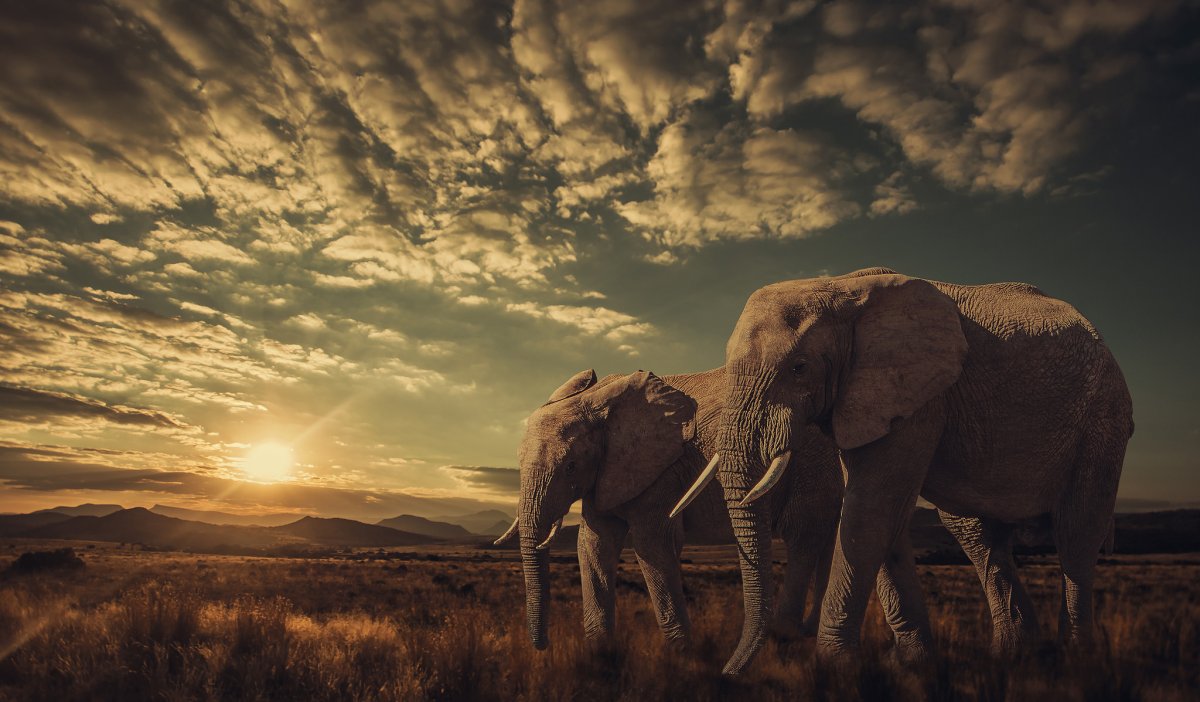 Слоны фон