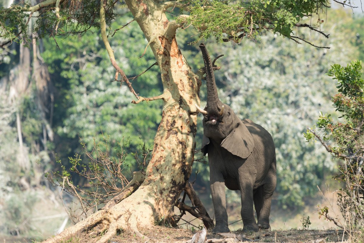 Яркие слоны