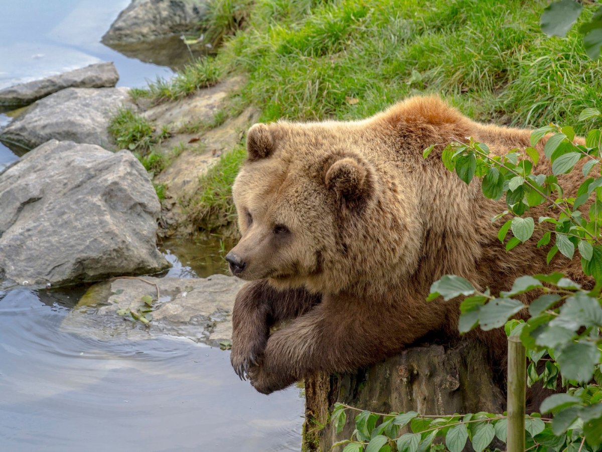 Бурый медведь Пестун