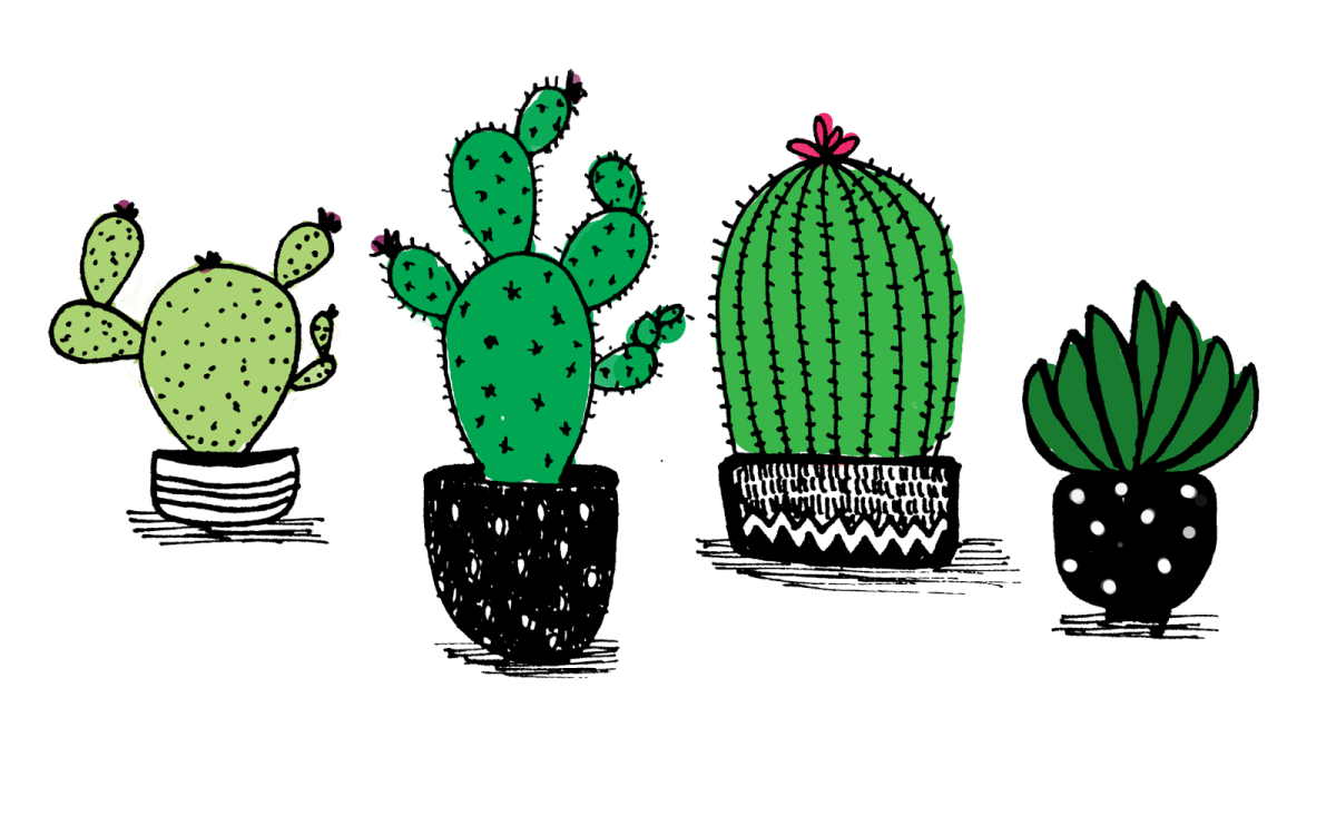 Части кактуса для детей