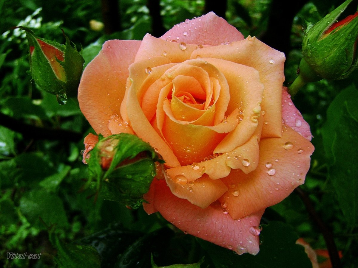 Открытки для Анжелы