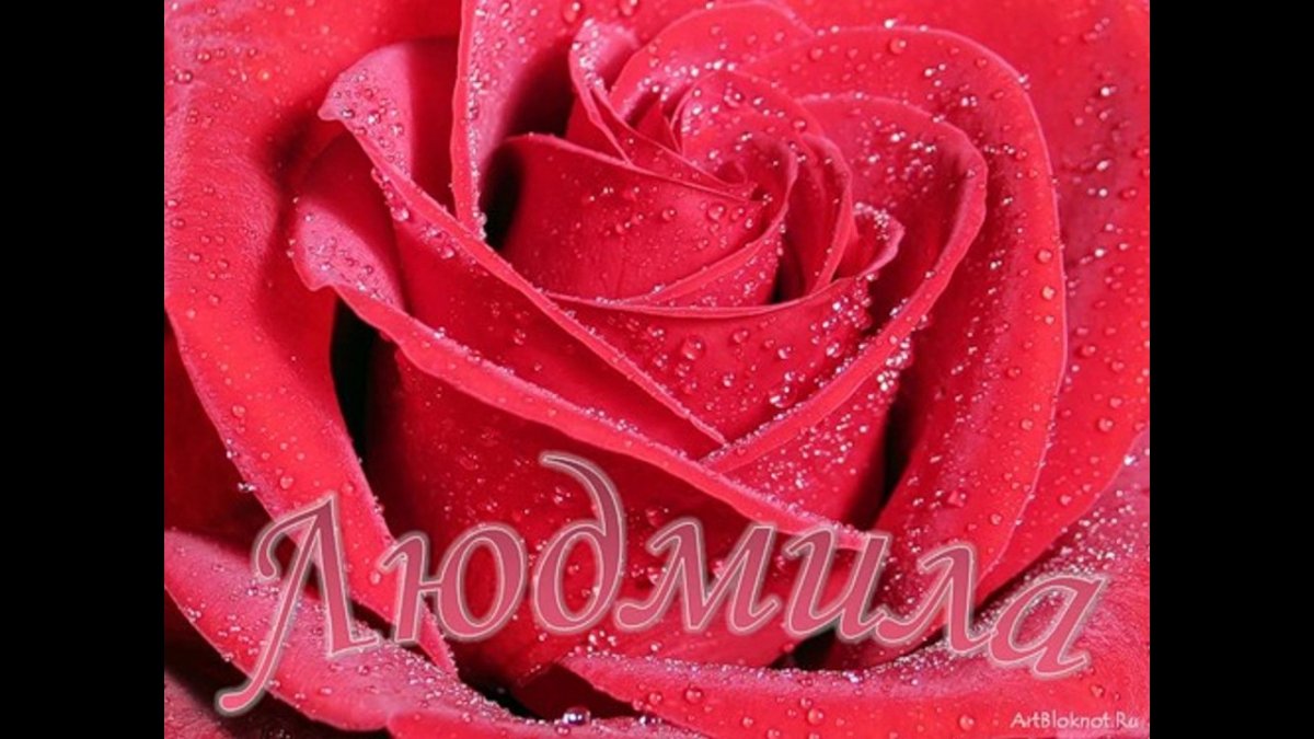 Белые розы обои