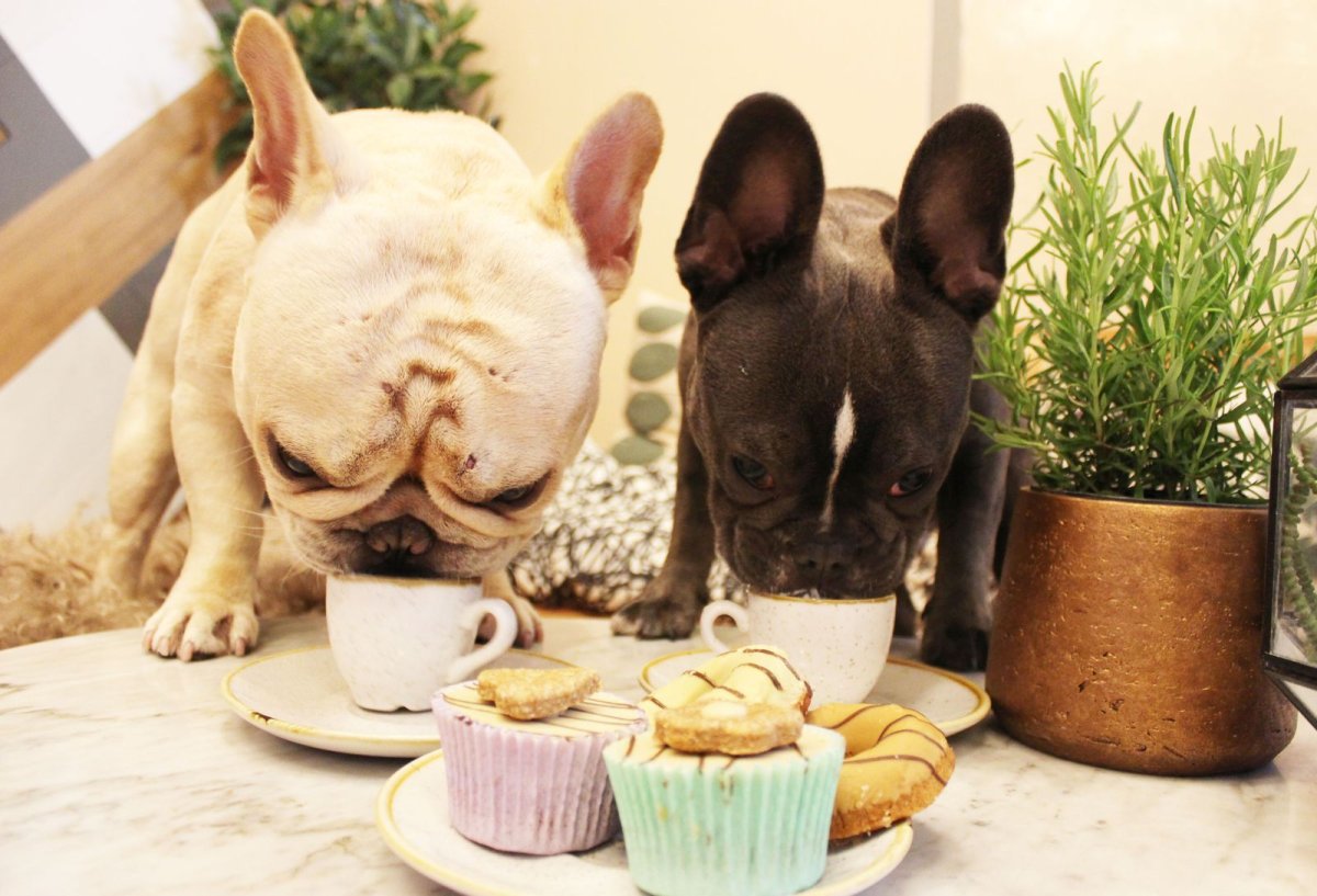 Французский бульдог с едой