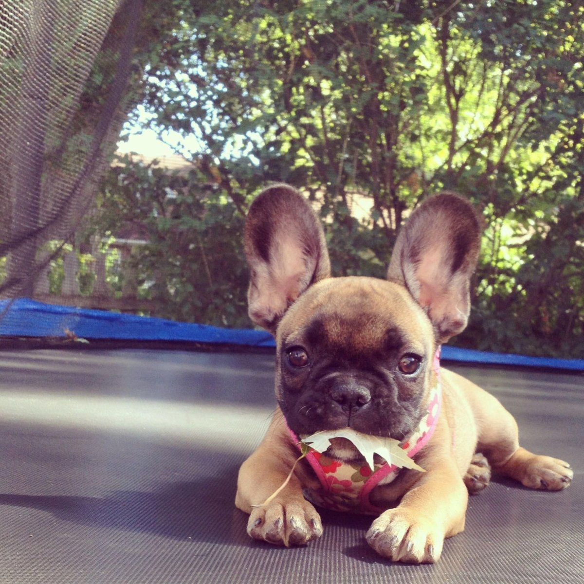 Французский бульдог с мячиком