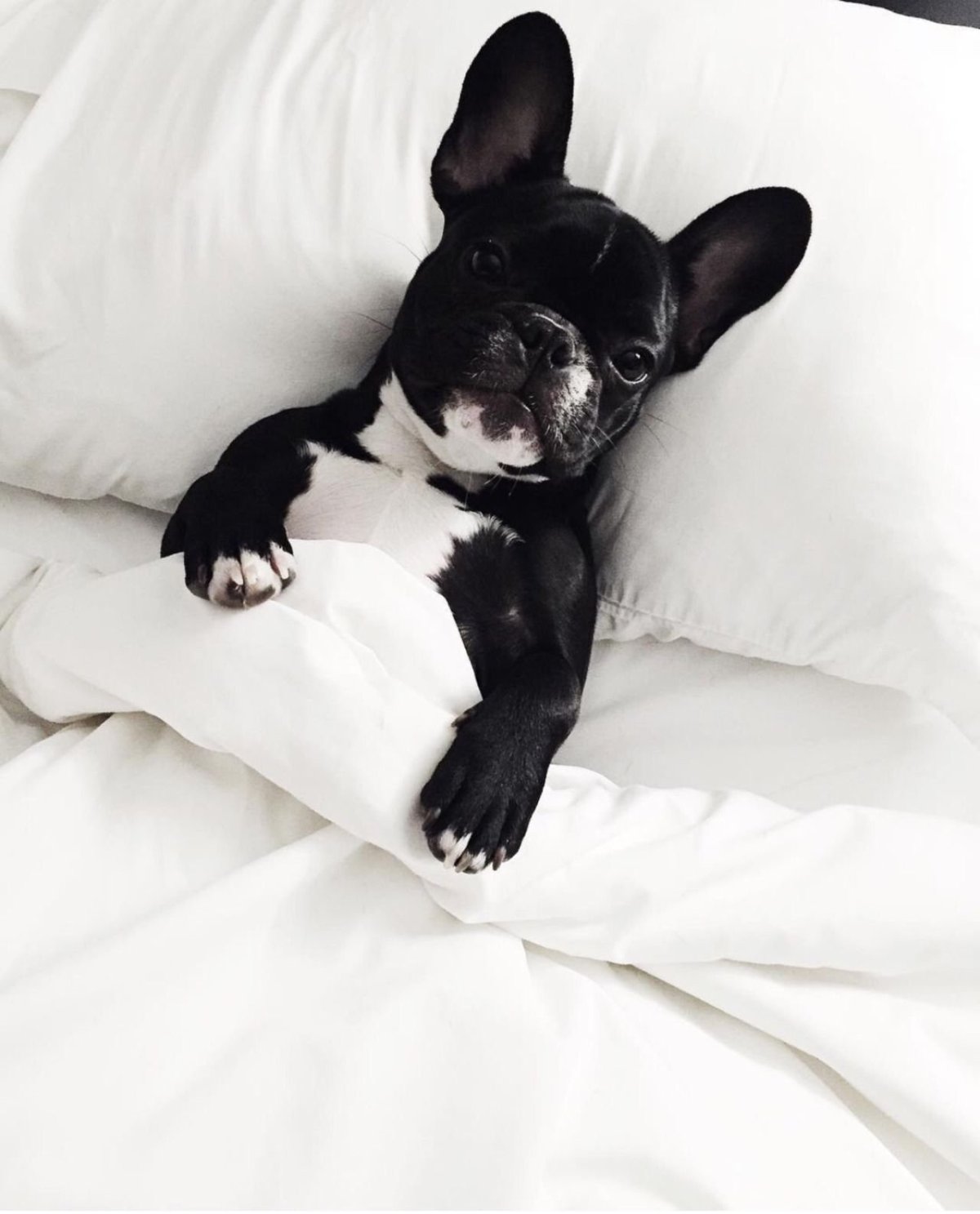 Французский бульдог чёрно-белый щенок