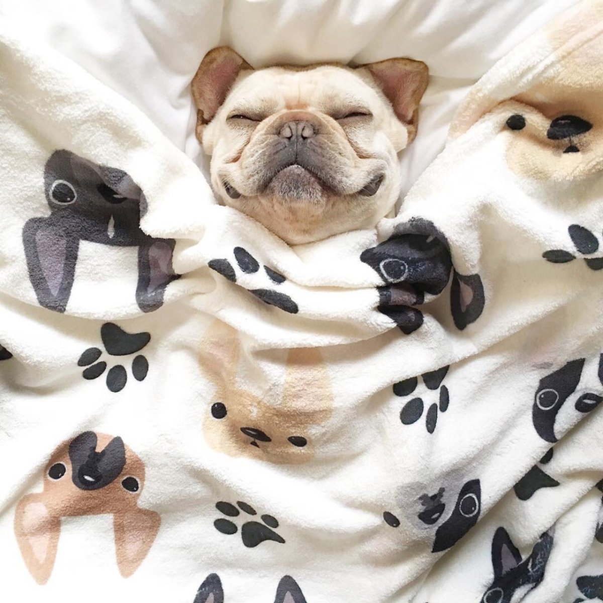 Доброе утро собаки