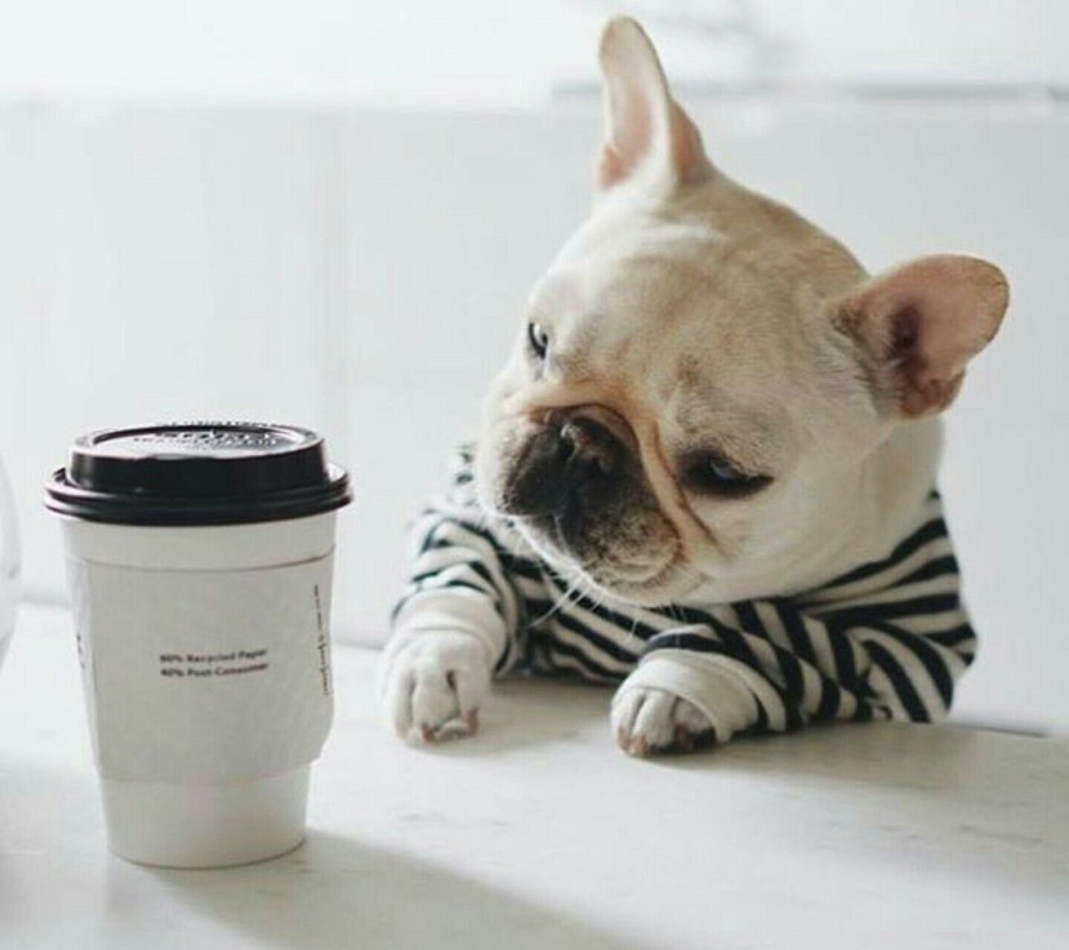 Доброе утро французский бульдог