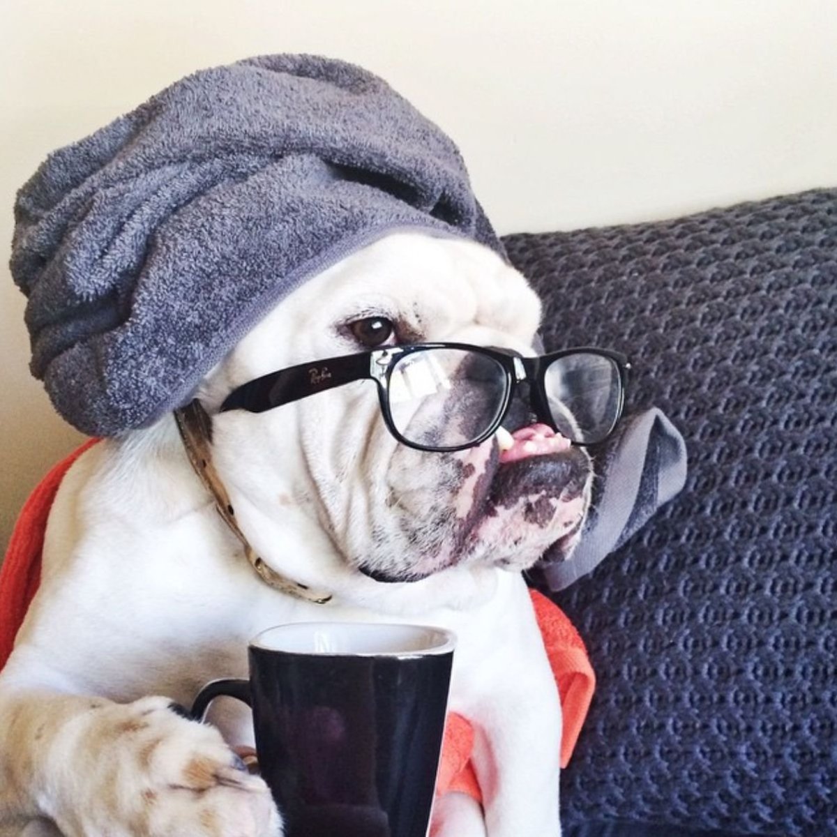 Утро кофе собака