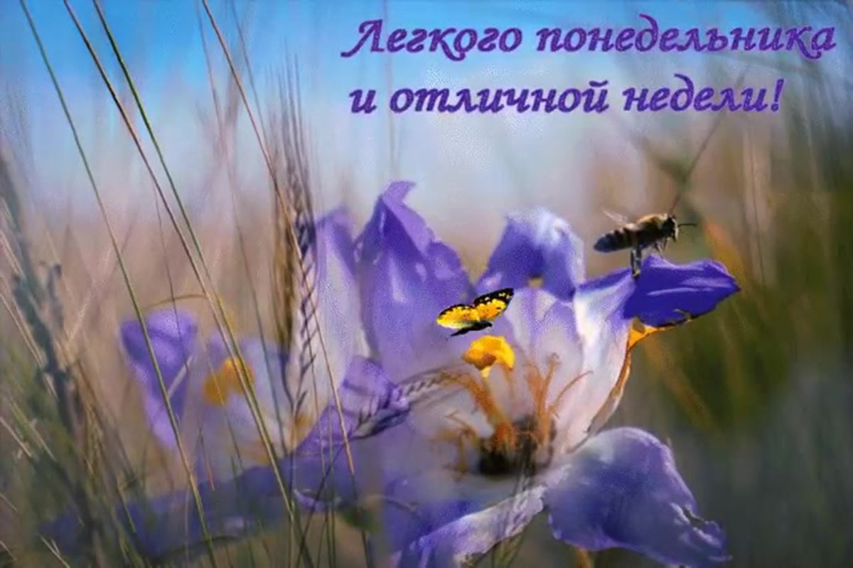 Открытки с добрым утром понедельника