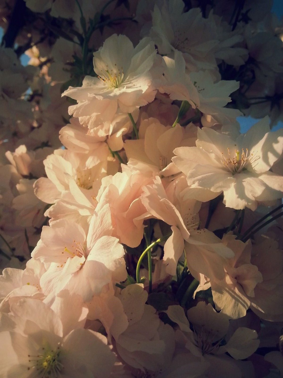 Эстетичные цветы