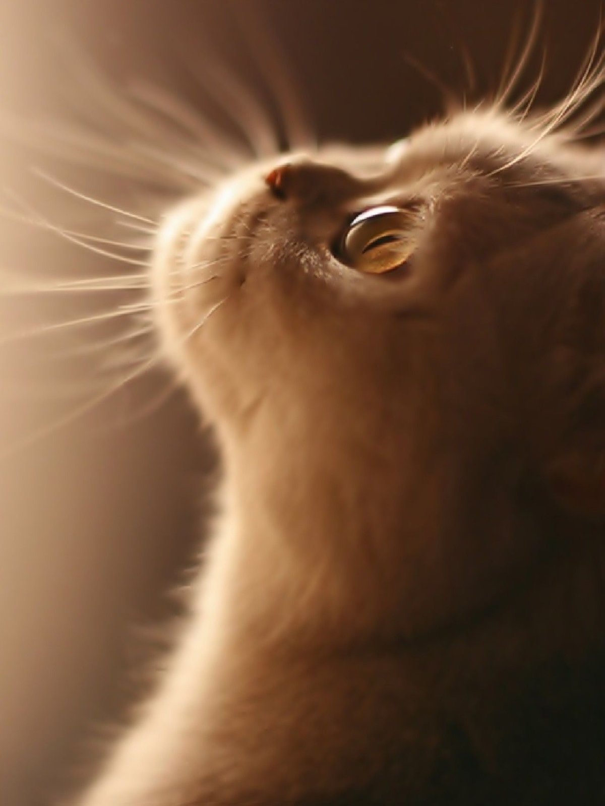 Красивые киски крупным планом