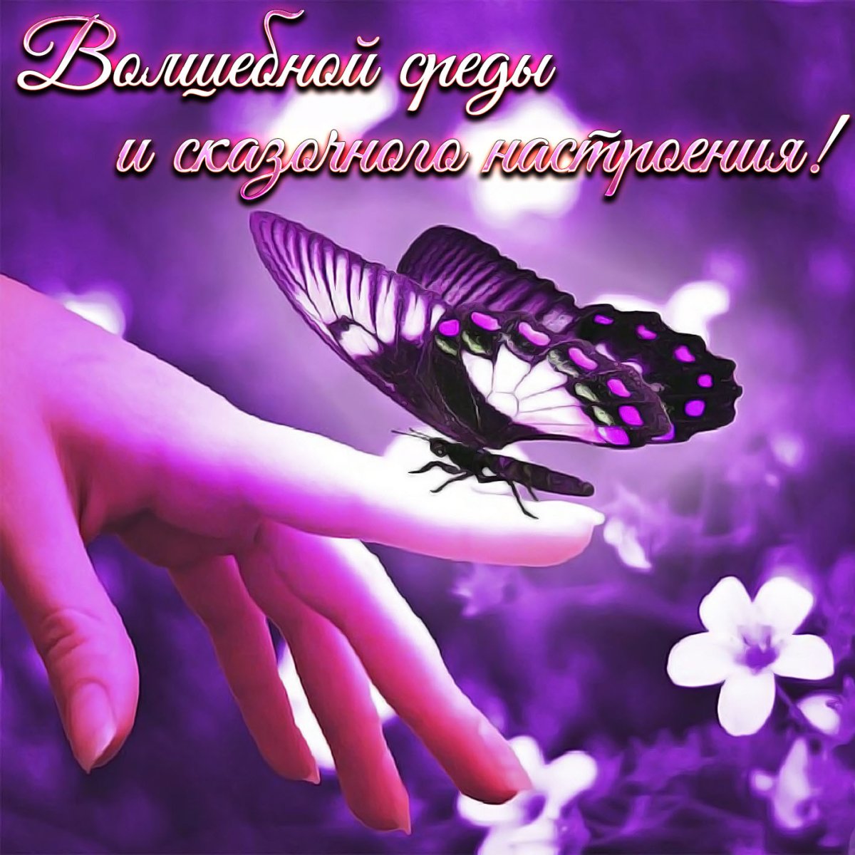 Бабочка фиолетовая