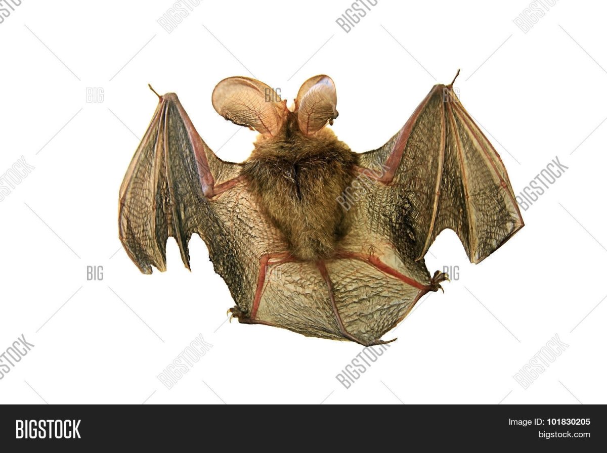 Утенок бабочка летучая мышь
