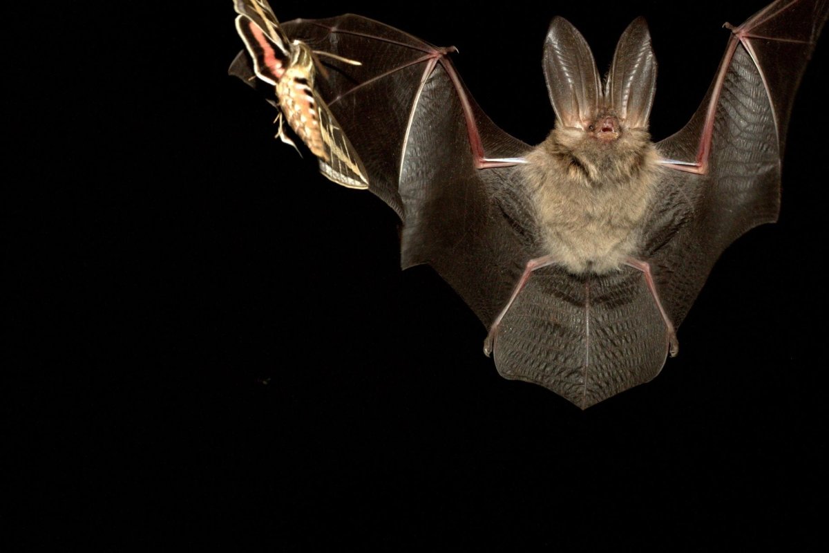 Летучая мышка мотылек