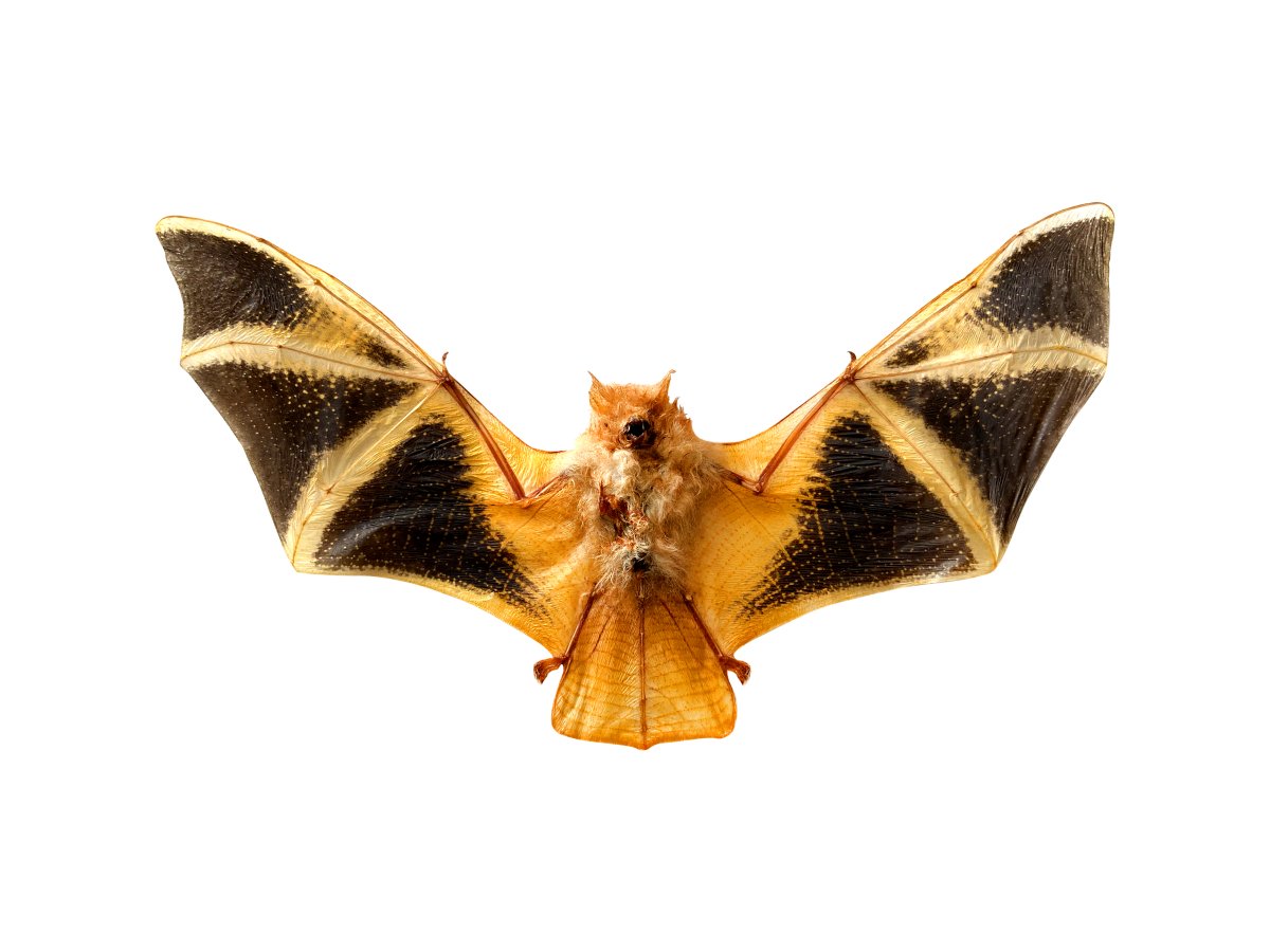 Бабочка "летучая мышь"