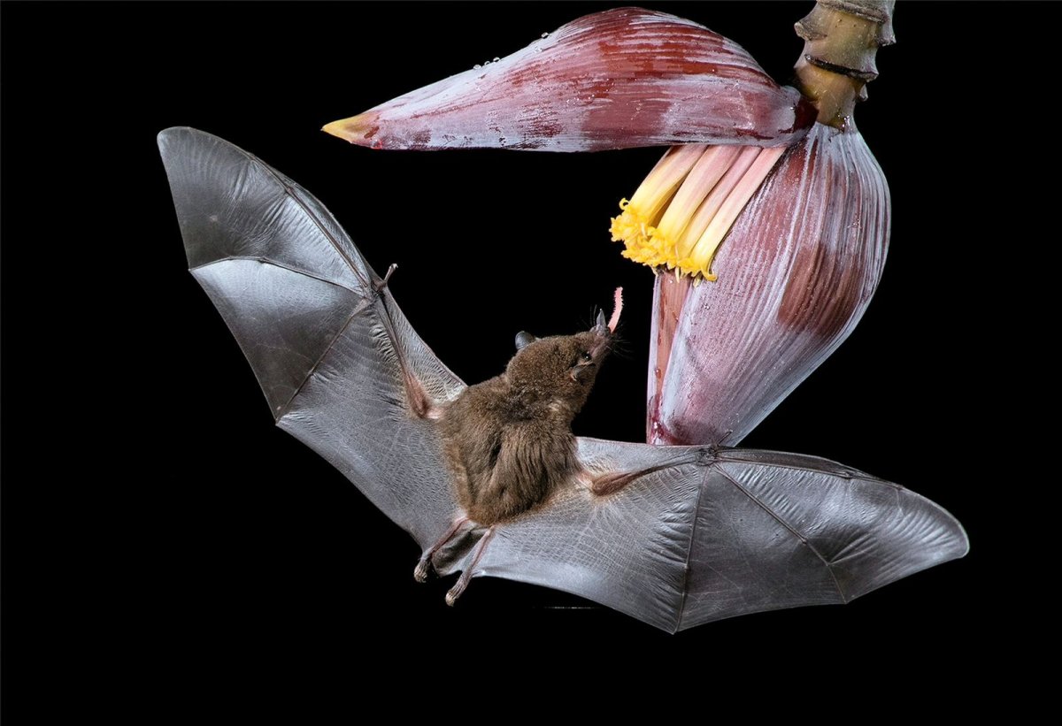 Нектарная летучая мышь