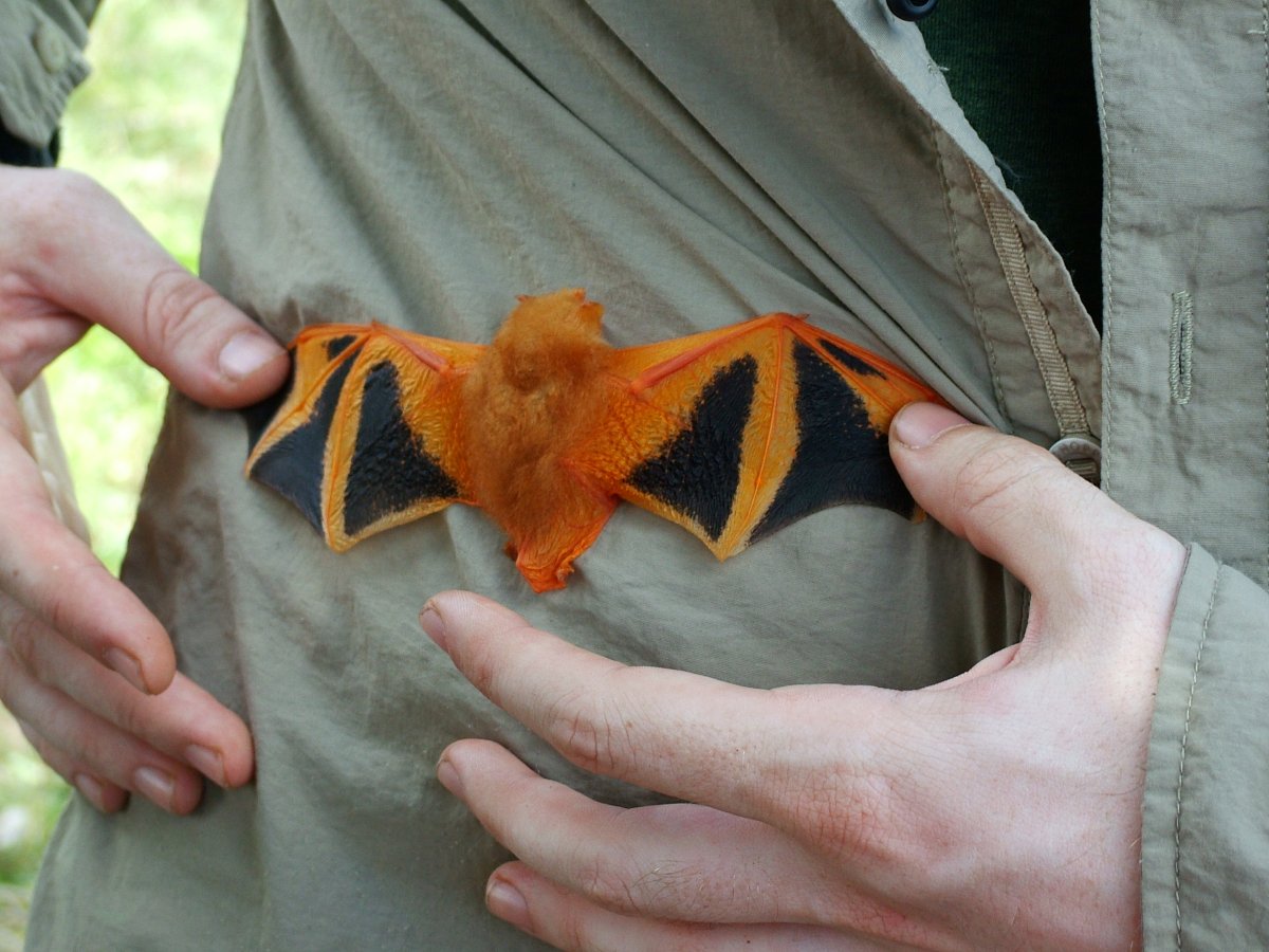 Маленькие летучие мыши