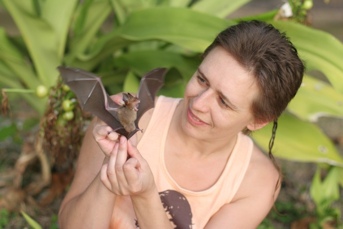 Бабочку утку и летучую мышь