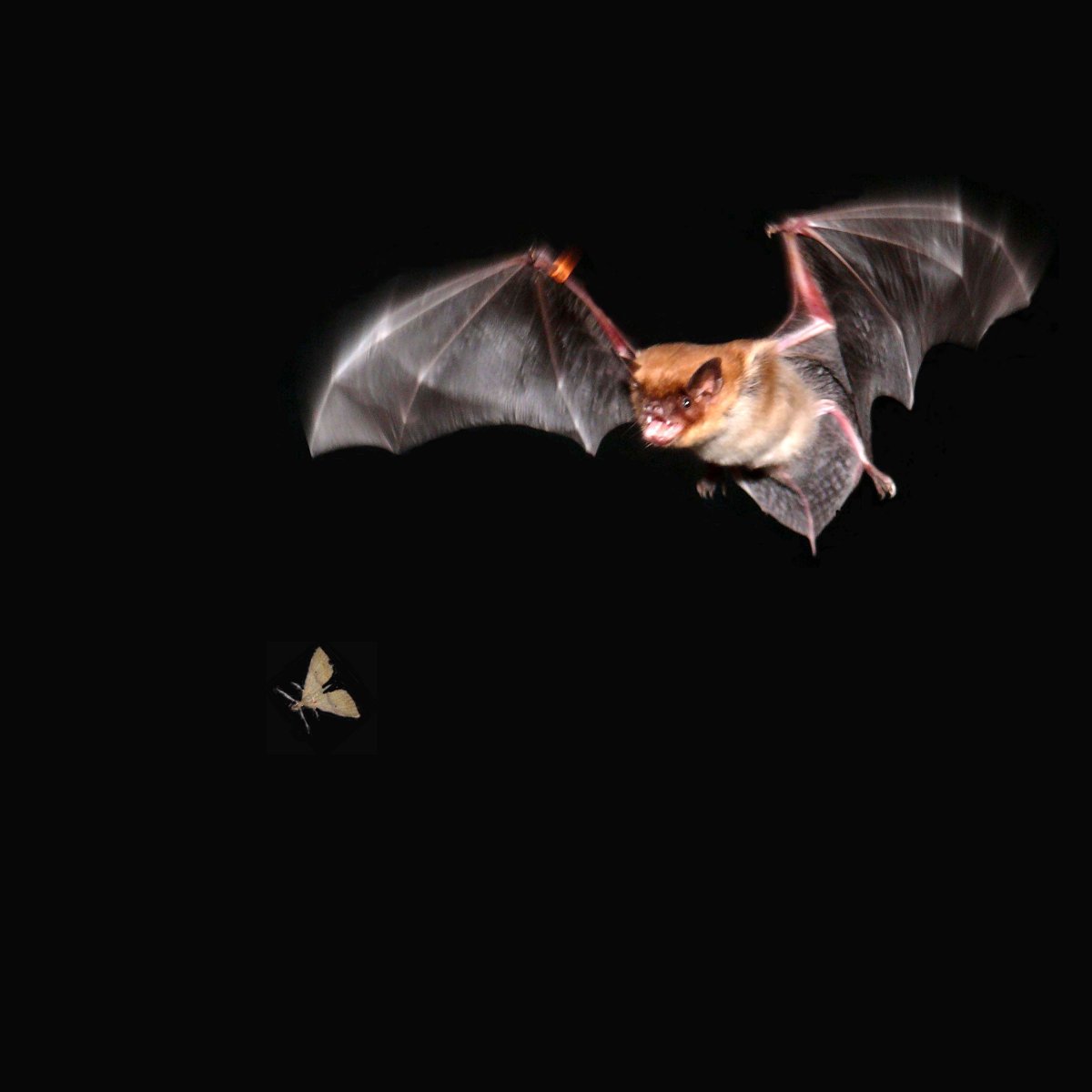 Гигантская вечерница в полете