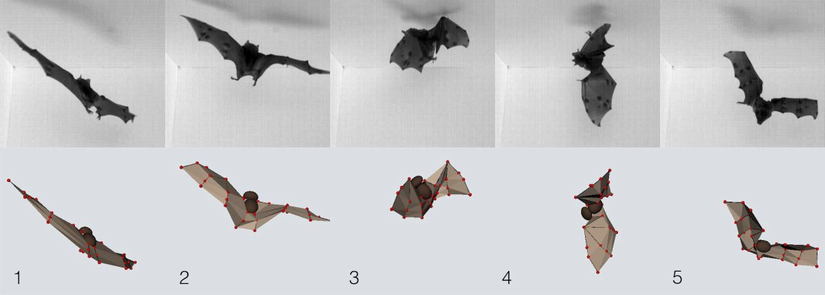 Крылья летучей мыши сбоку