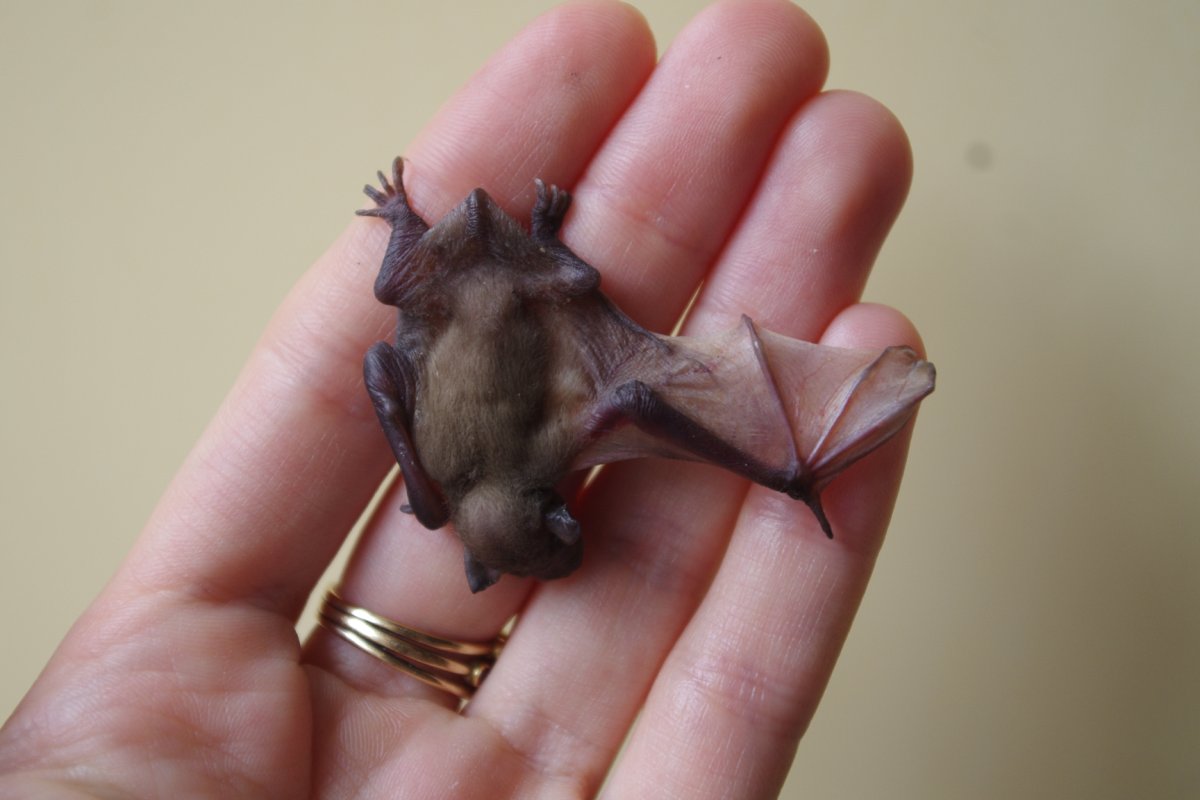 Кожановидный нетопырь