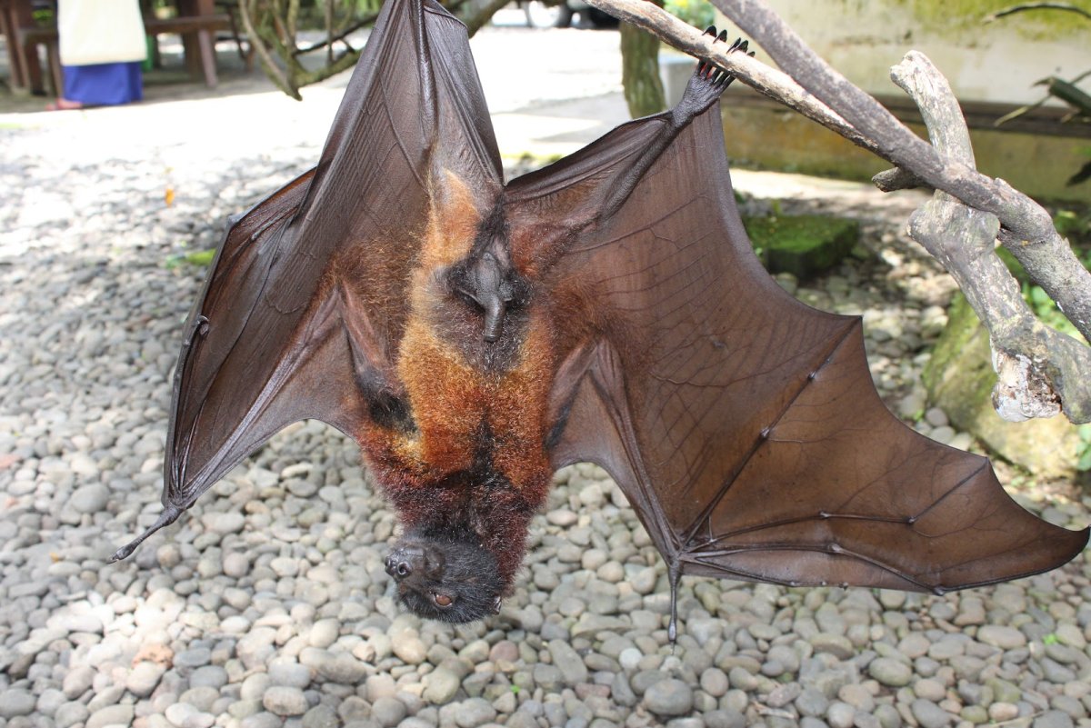 Спаривание летучих лисиц