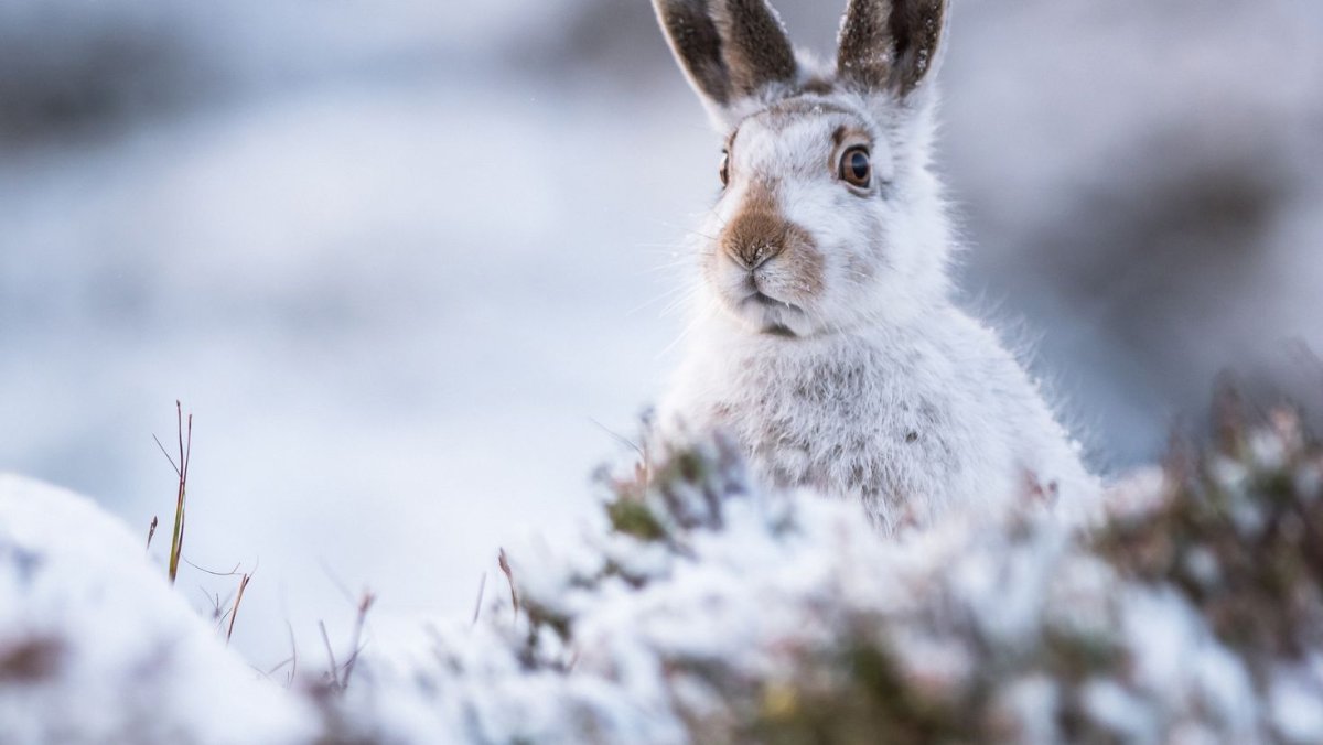 Заяц Беляк зимой