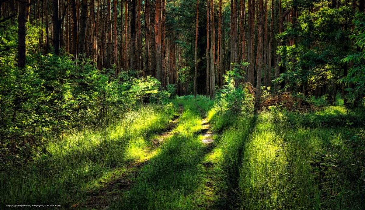 Обои на рабочий стол лес