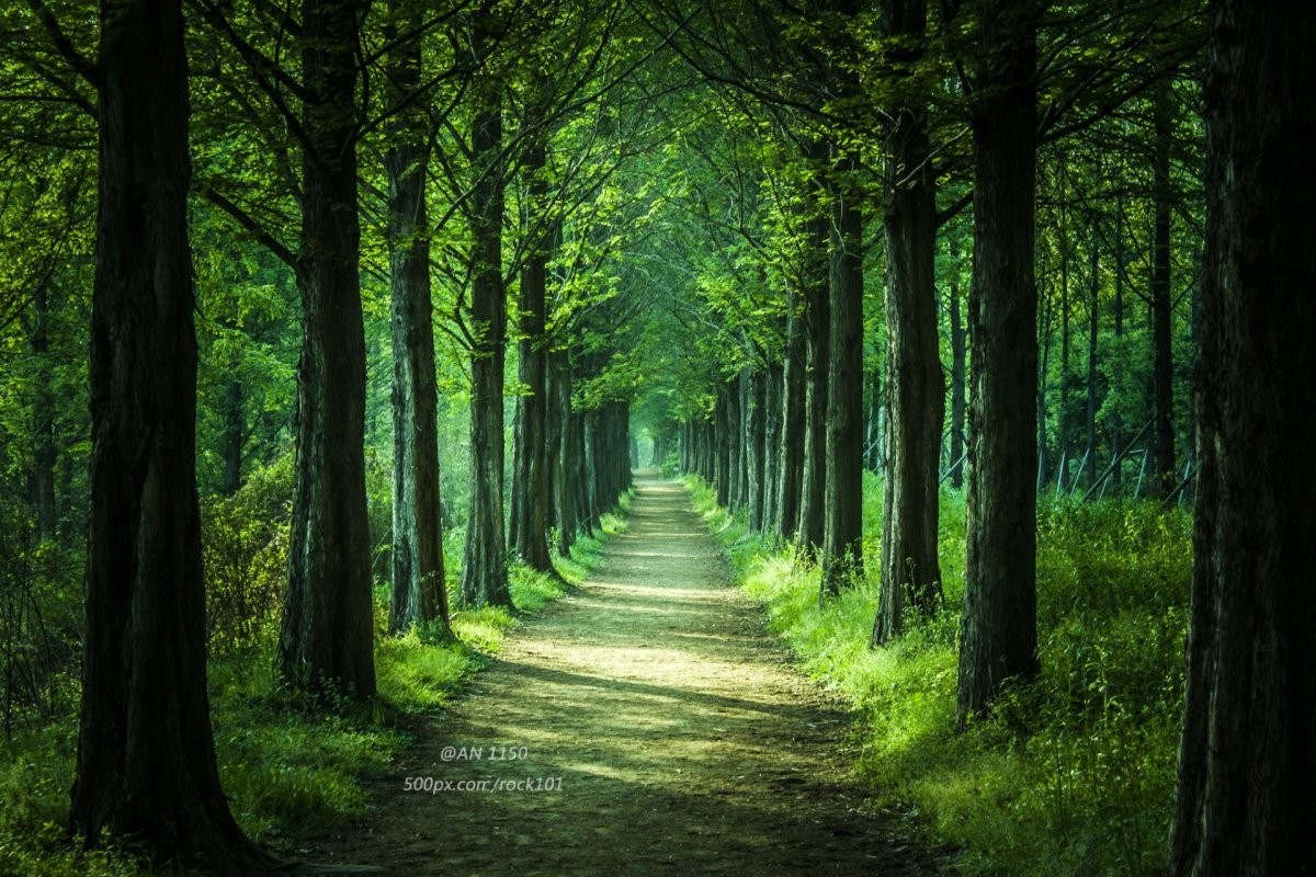 Смешанный лес