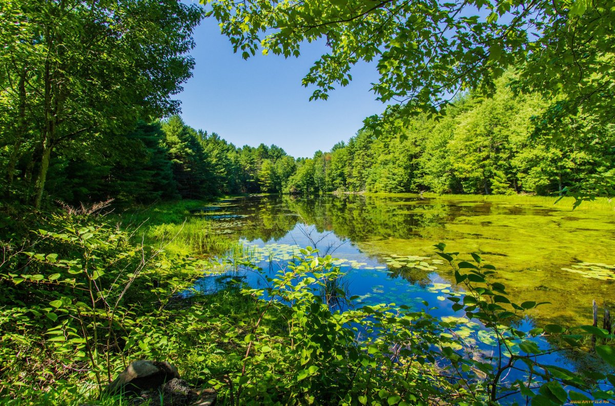 Зеленый лес