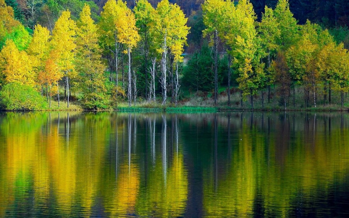 Холодный лес Румыния