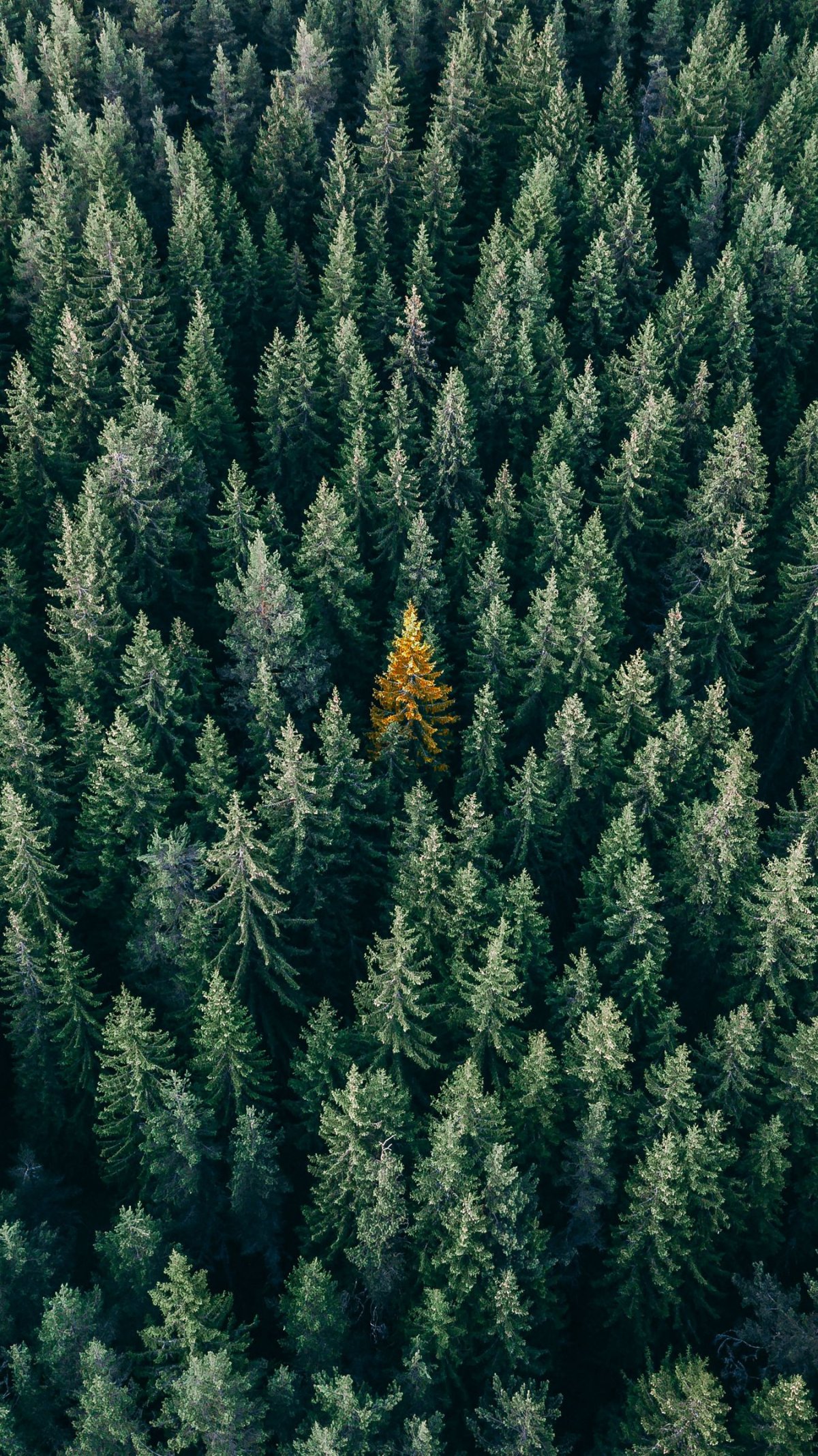 Рассвет в лесу