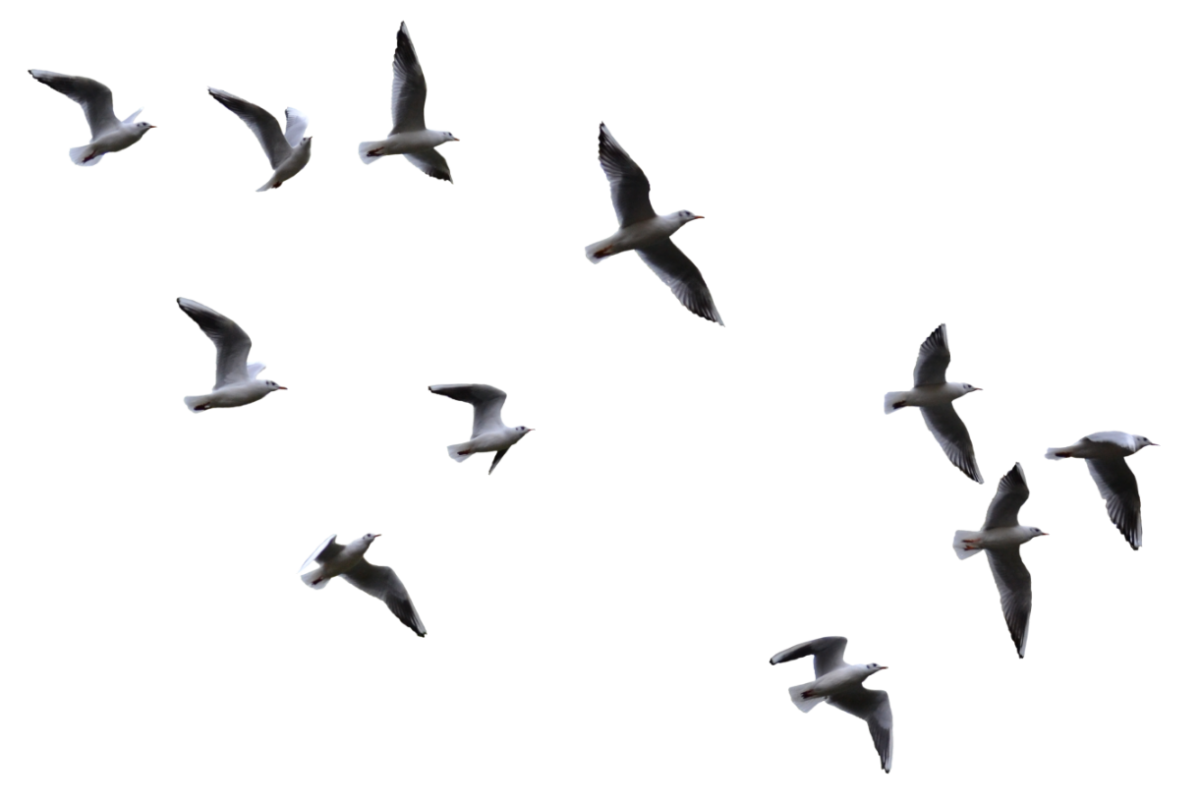 Стая птиц для фотошопа