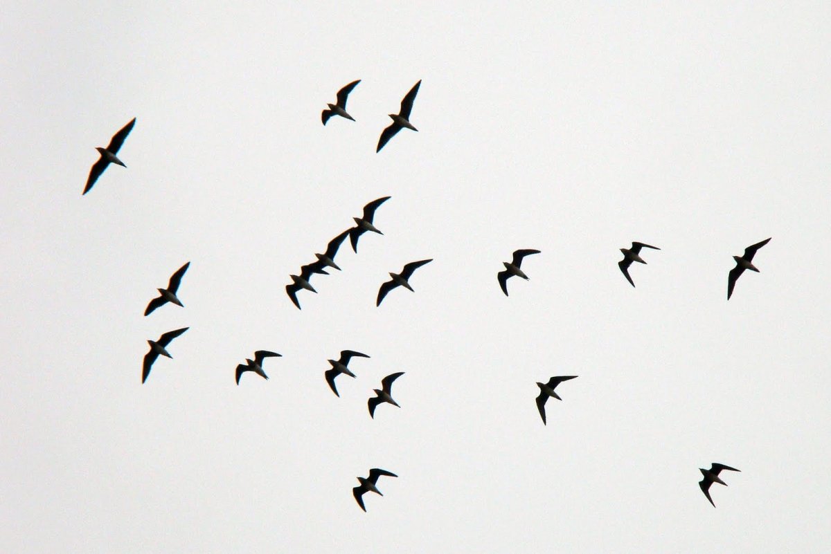 Птицы в далеке