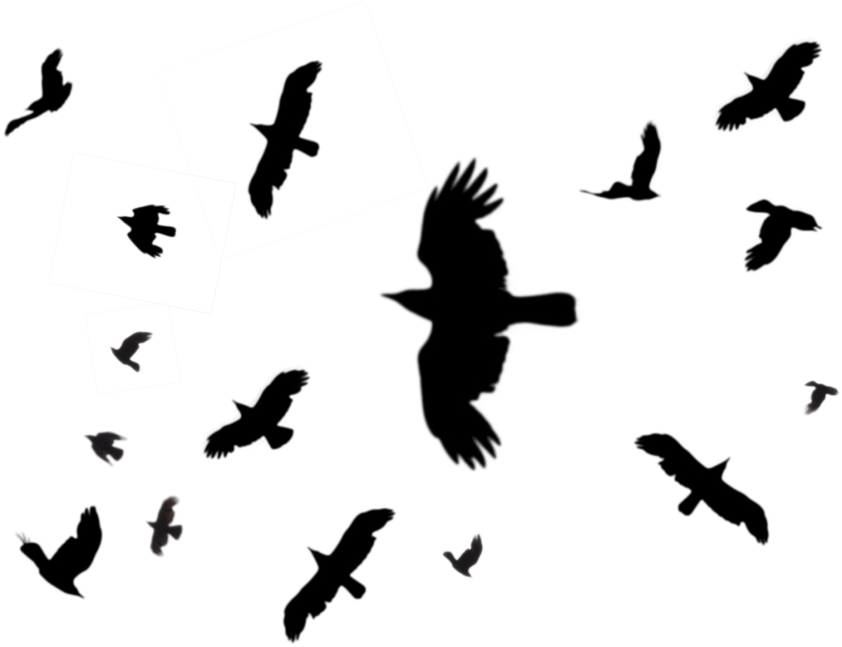 Силуэты птиц в небе
