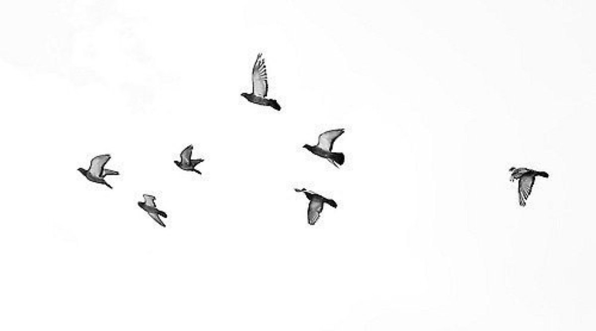 Птицы антураж