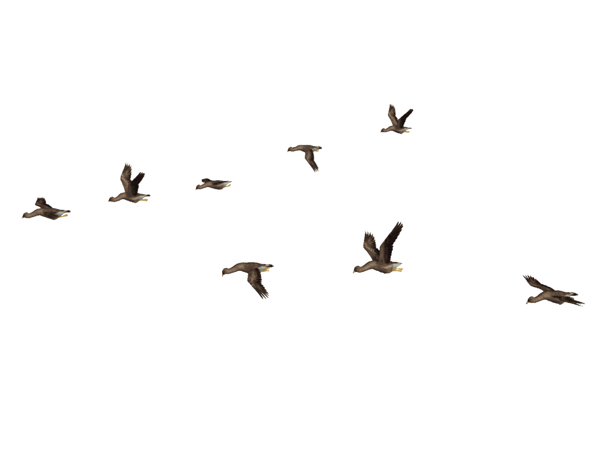 Летящие птицы на прозрачном фоне