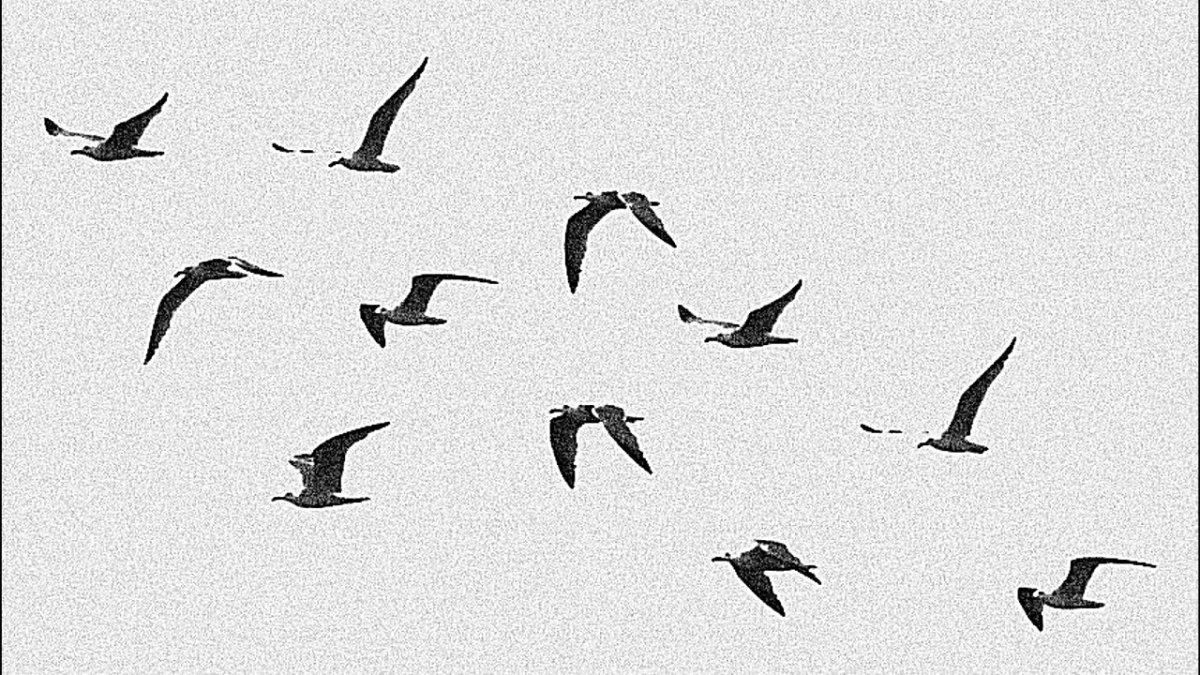 Чайки без фона для фотошопа