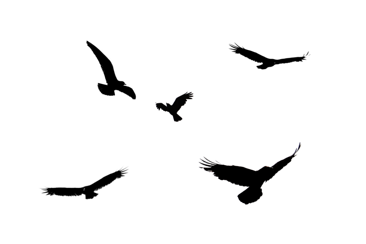 Силуэты птиц в небе