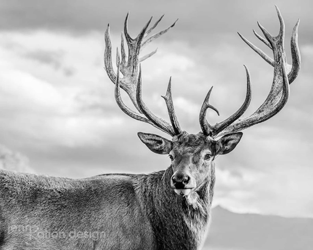 Северный олень черно белый