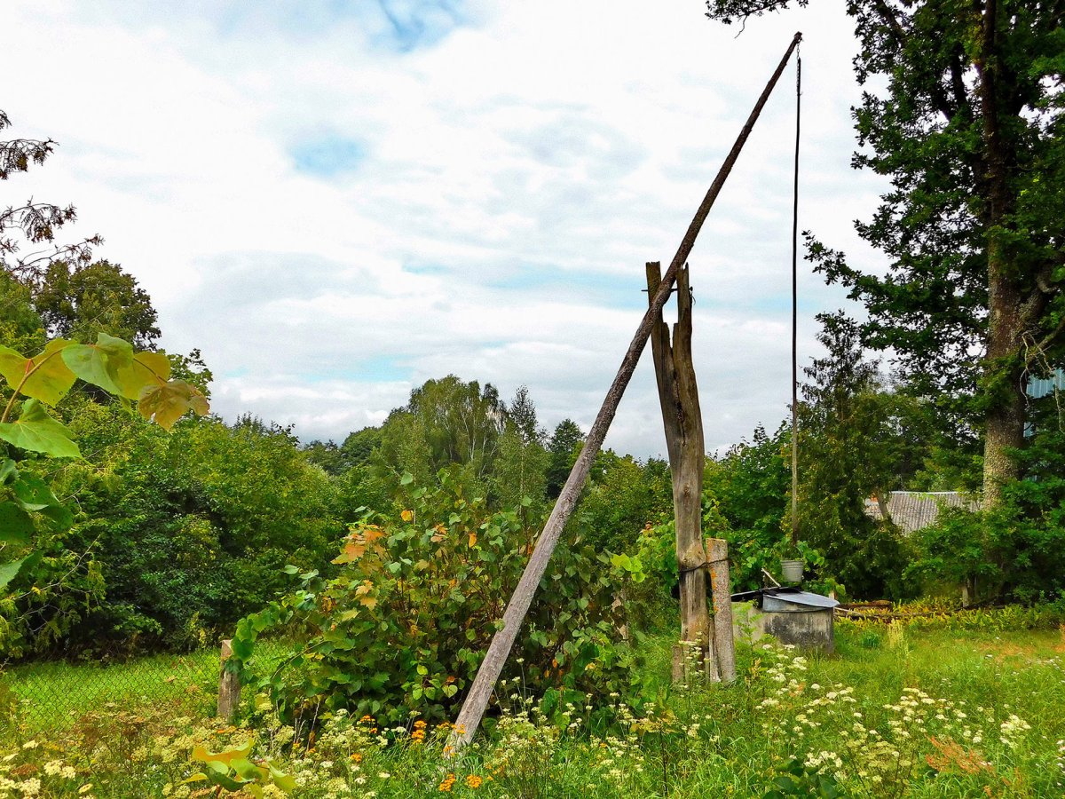 Художник живопись Елена Вилкова