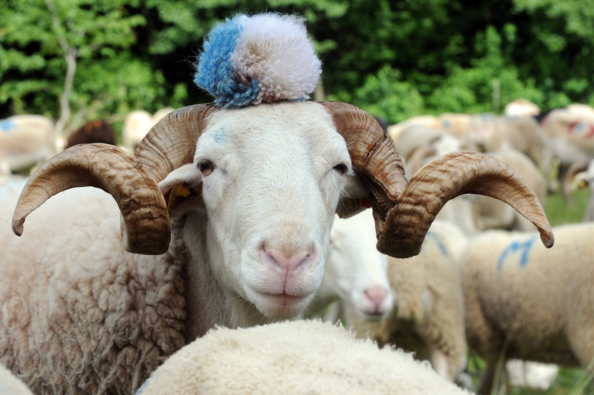 Красивый баран