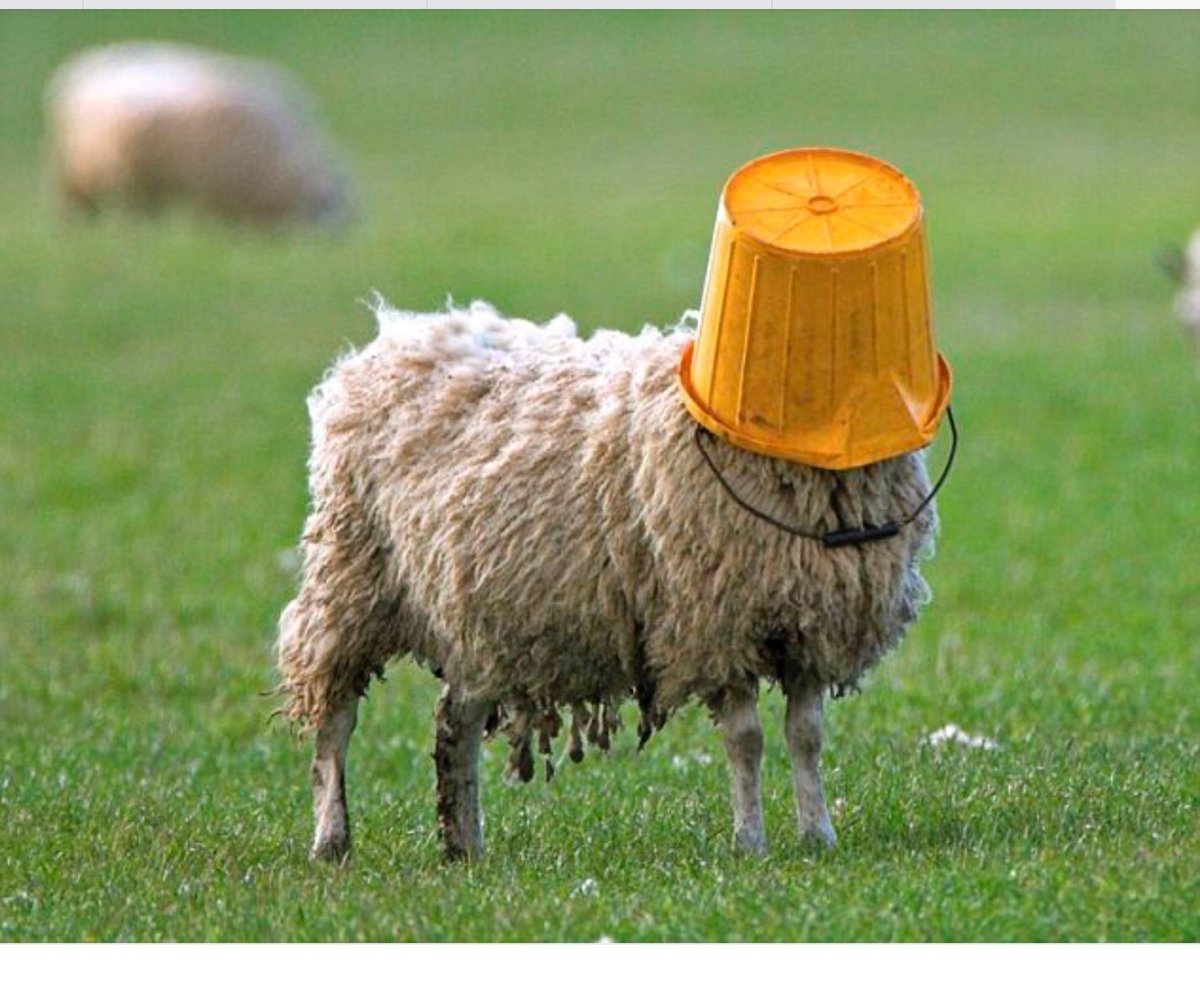 Интересные факты о животных