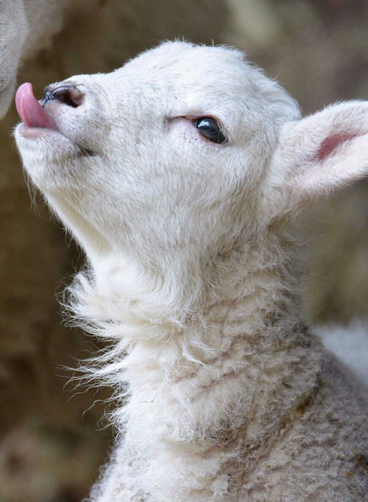 Овцы и козы