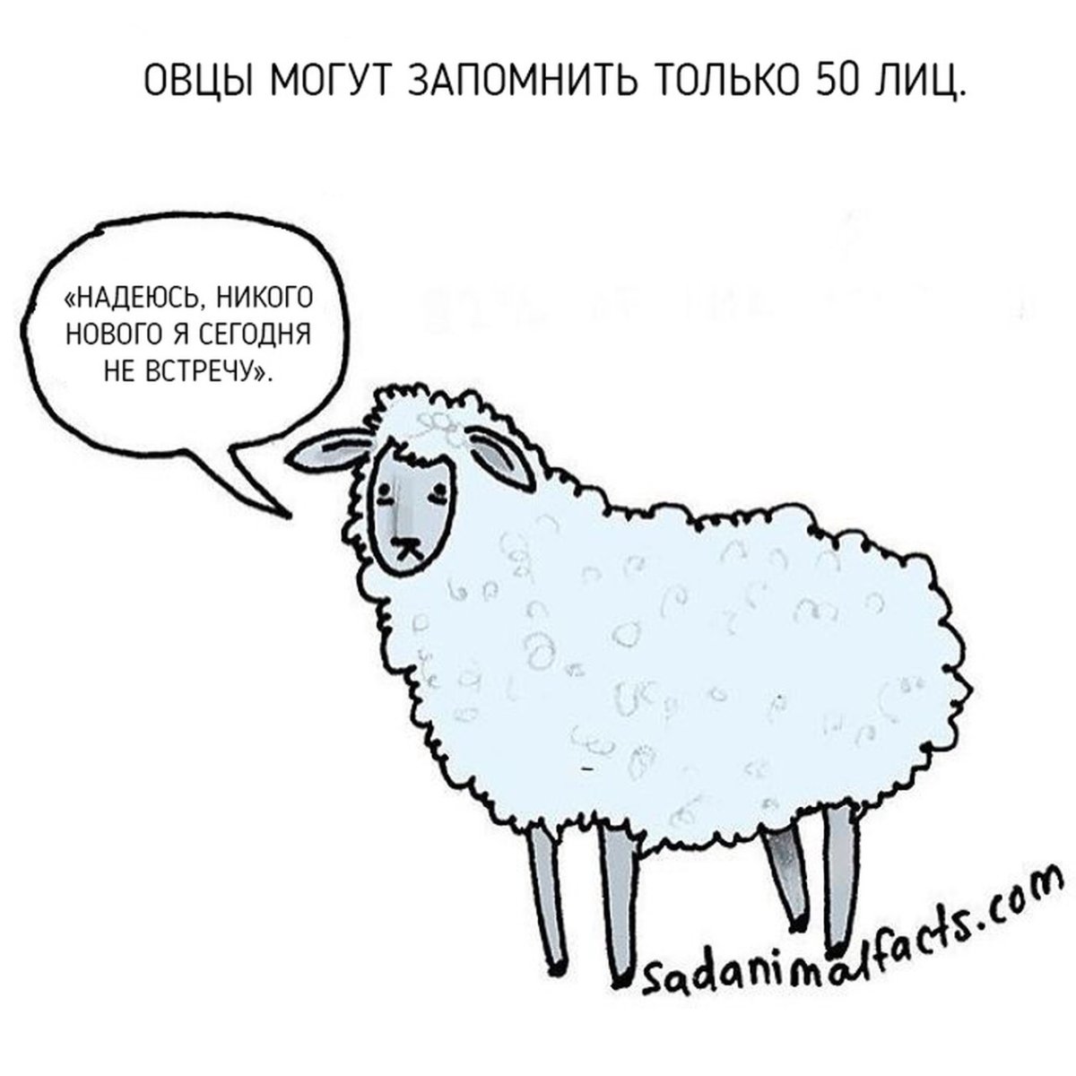 Смешной баран